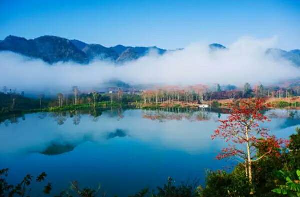 我們?yōu)槭裁捶且氯齻€小時的車去看木棉？